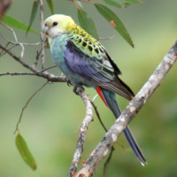 Pale-headed Rosella